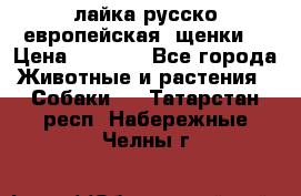 лайка русско-европейская (щенки) › Цена ­ 5 000 - Все города Животные и растения » Собаки   . Татарстан респ.,Набережные Челны г.